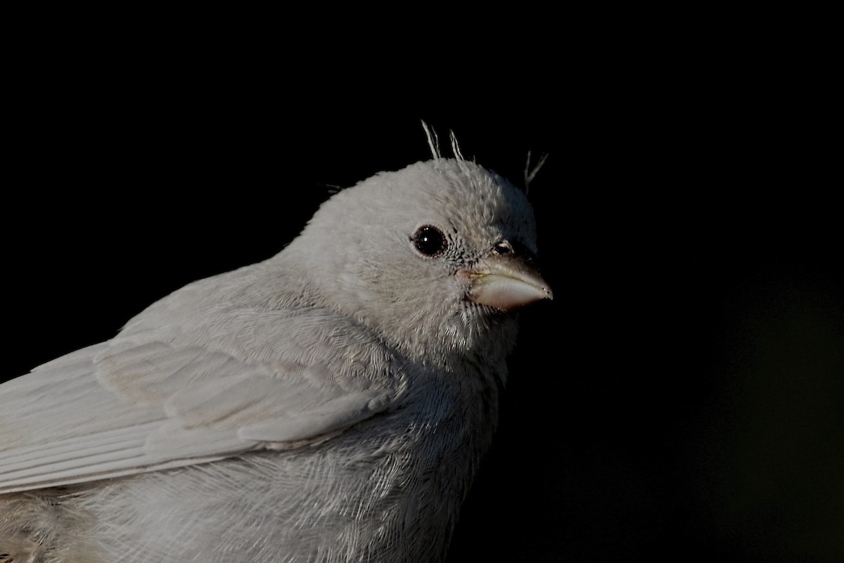 House Finch - ML613318565