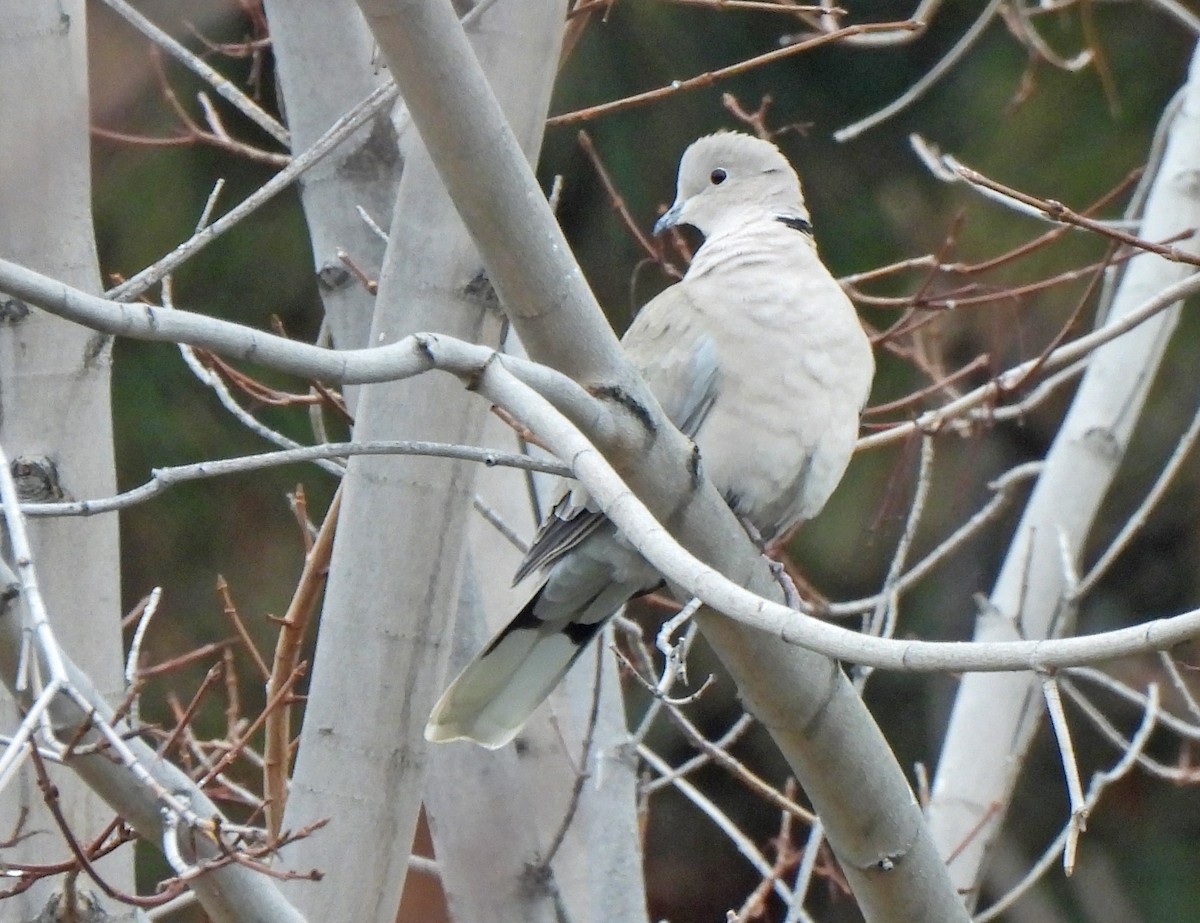 Eurasian Collared-Dove - Jean Iron