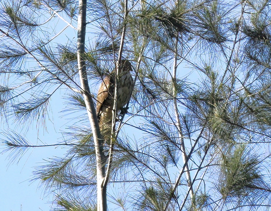 Broad-winged Hawk (Caribbean) - ML613318687