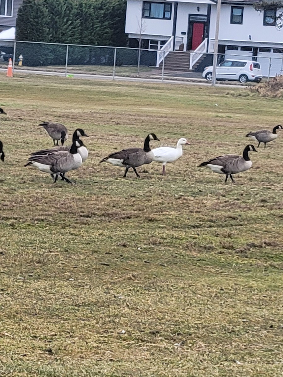 Snow Goose - ML613318770