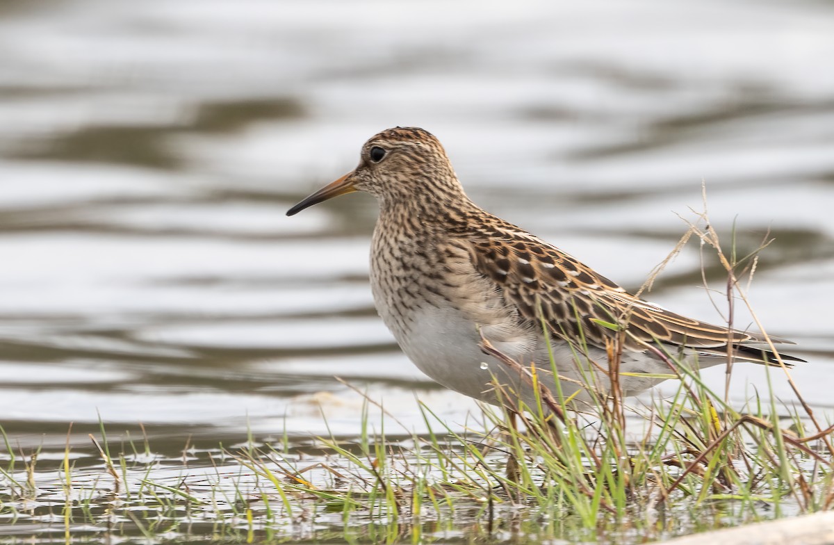 Pectoral Sandpiper - ML613318776