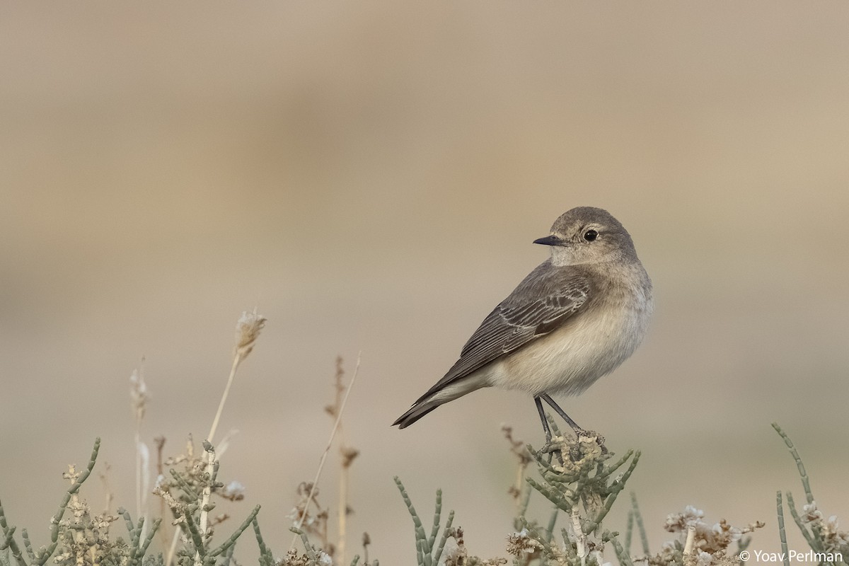 Pied Wheatear - Yoav Perlman