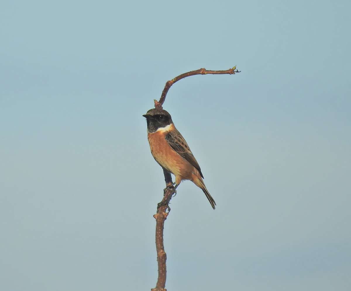 European Stonechat - ML613318831