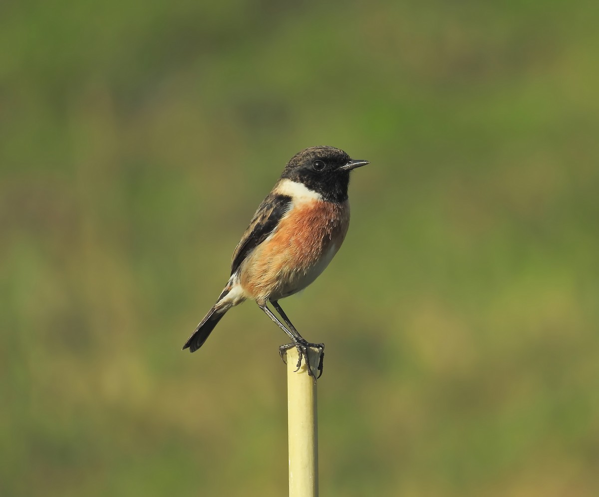 European Stonechat - ML613318832
