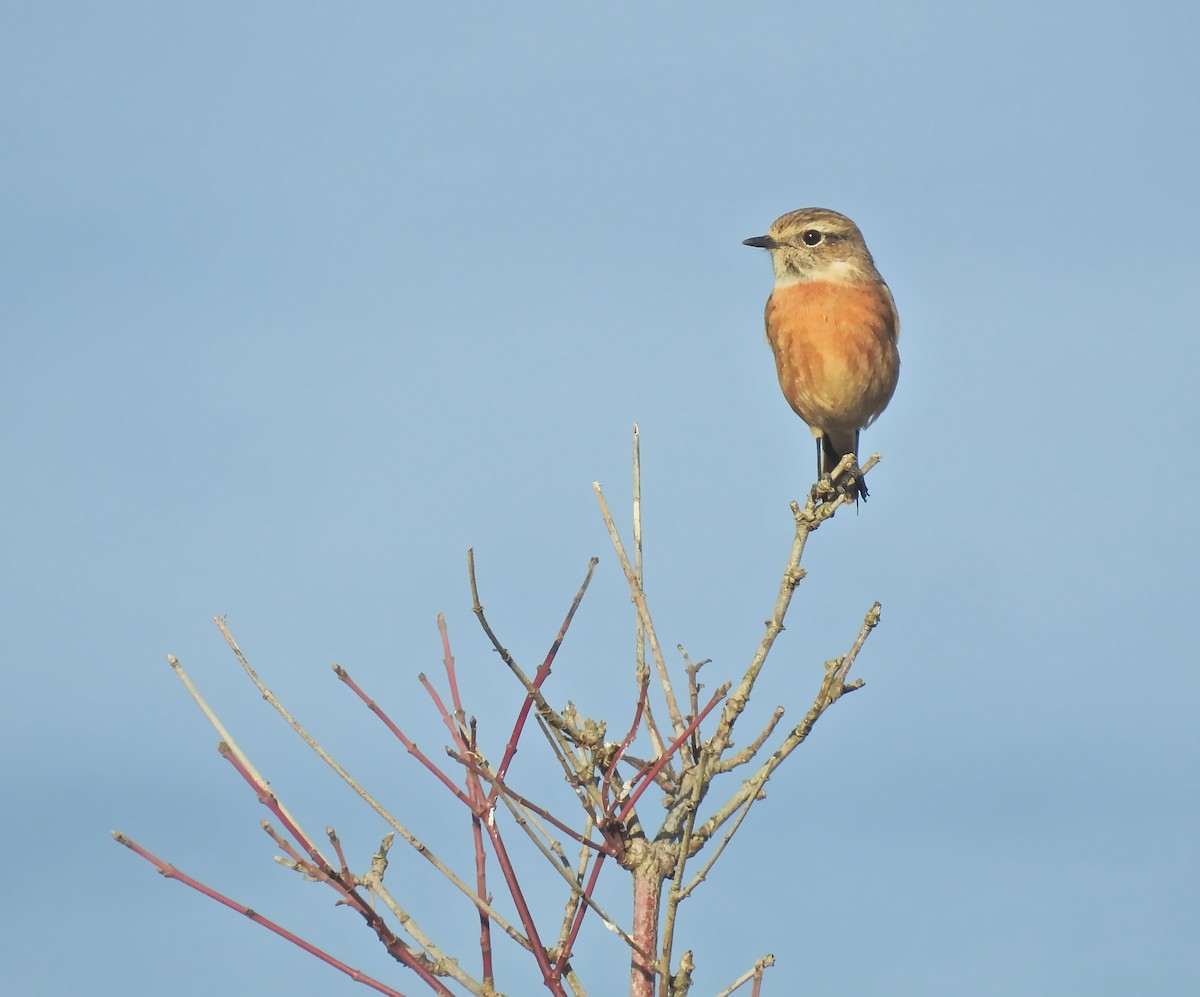 European Stonechat - ML613318833