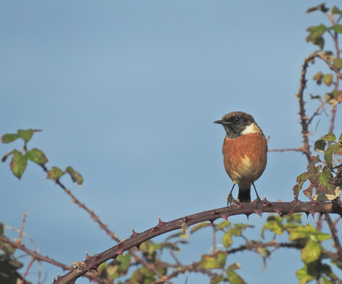 European Stonechat - ML613318834