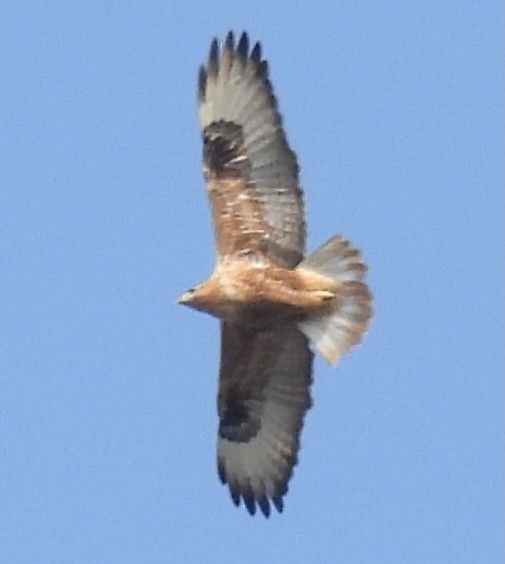 Long-legged Buzzard - ML613318841