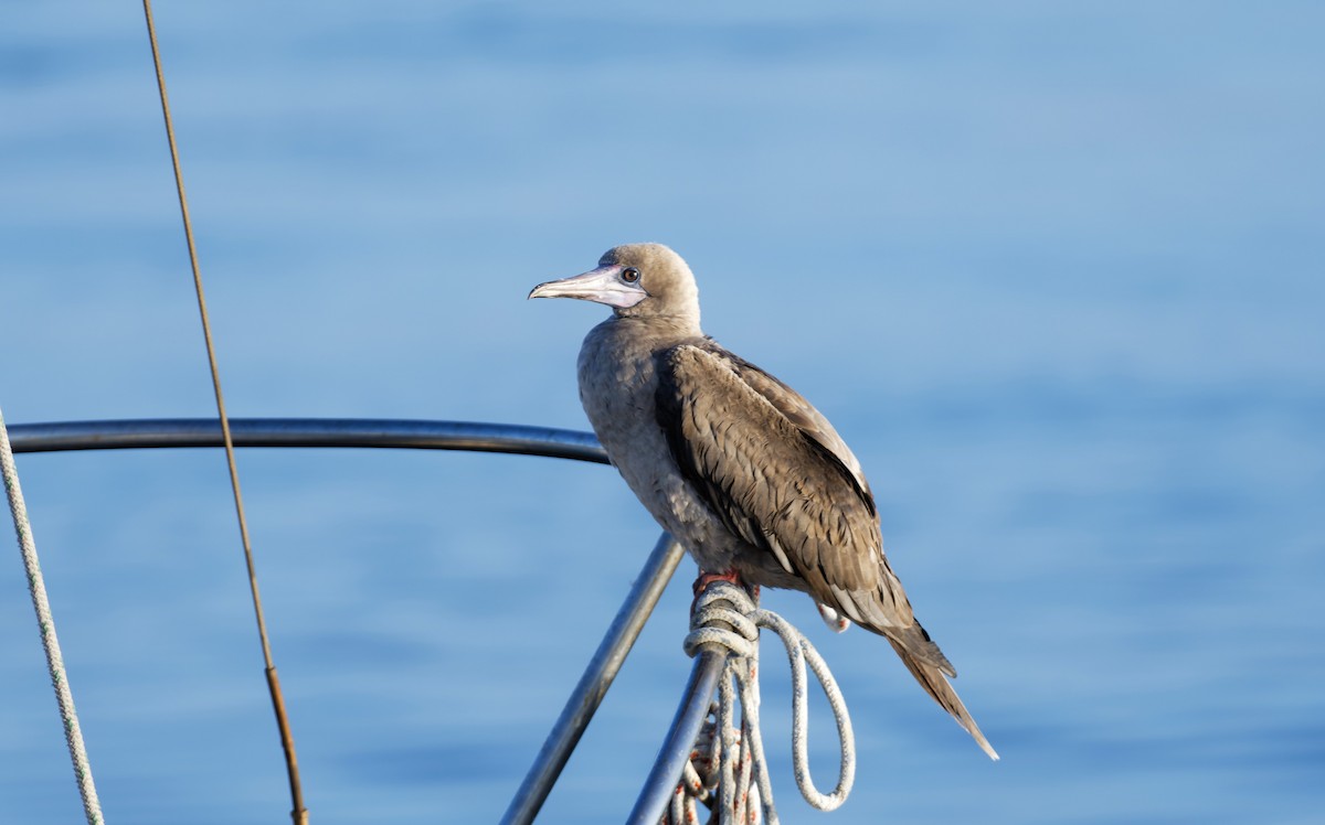 Red-footed Booby - ML613318853