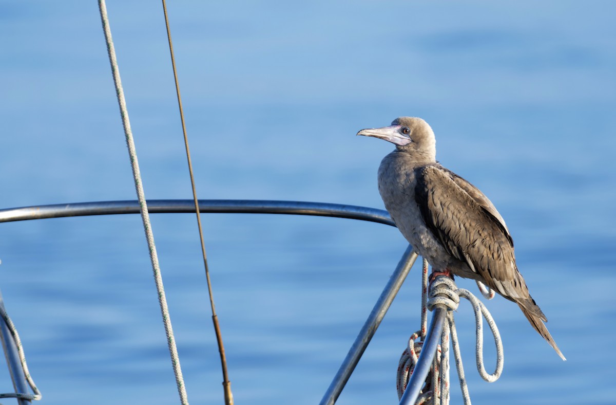 Red-footed Booby - ML613318854
