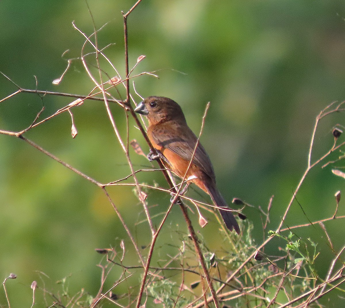 Chestnut-bellied Seed-Finch - Peter Leth
