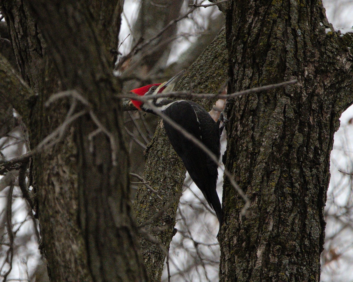 Pileated Woodpecker - ML613318934