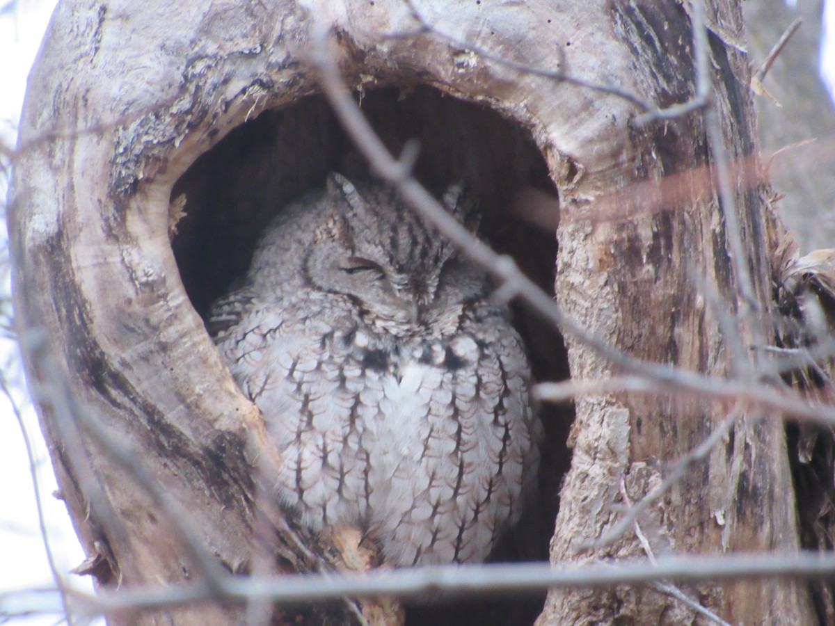 Eastern Screech-Owl - Brian Schneider