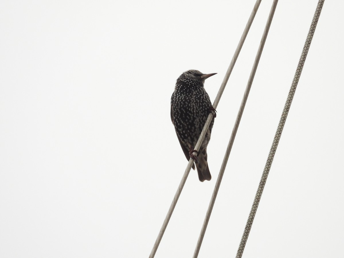 European Starling - ML613319032