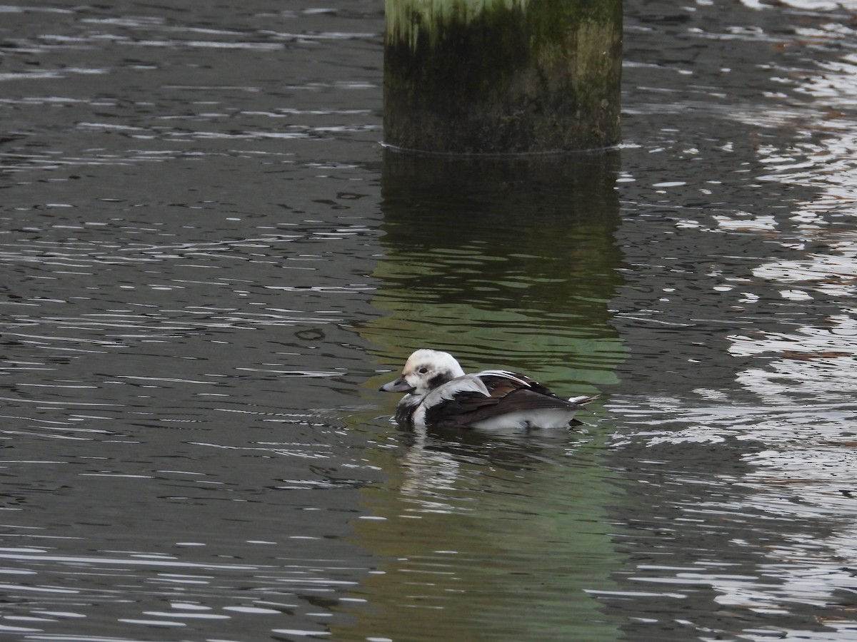 Long-tailed Duck - ML613319036