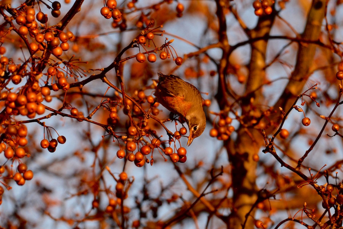 American Robin - ML613319037