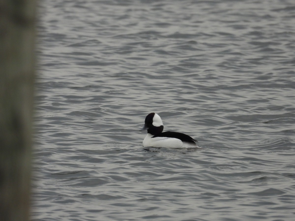 Bufflehead - ML613319055