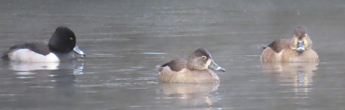 Ring-necked Duck - ML613319069
