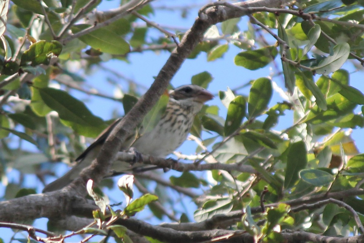 Rose-breasted Grosbeak - ML613319070