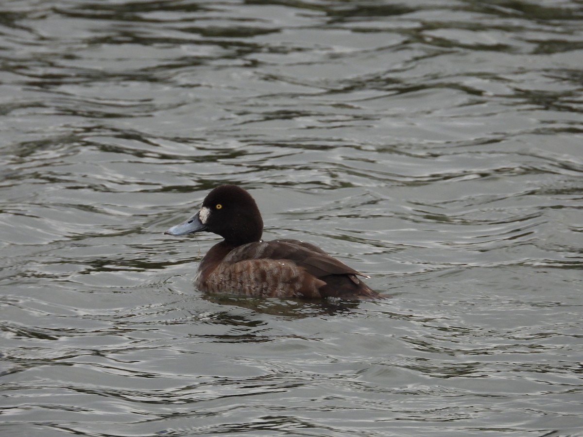 Greater Scaup - ML613319122