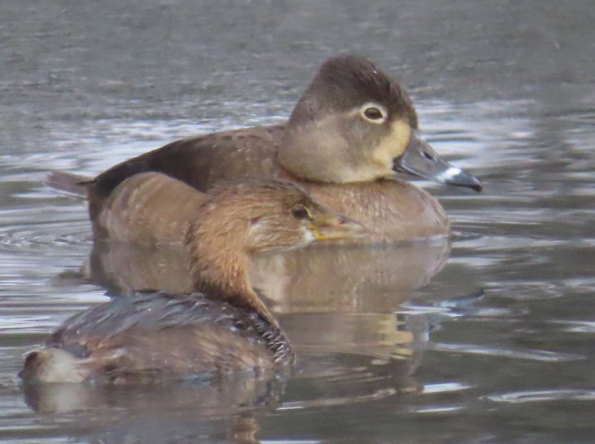 Ring-necked Duck - ML613319146