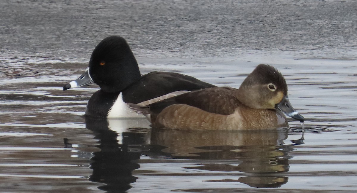 Ring-necked Duck - ML613319156