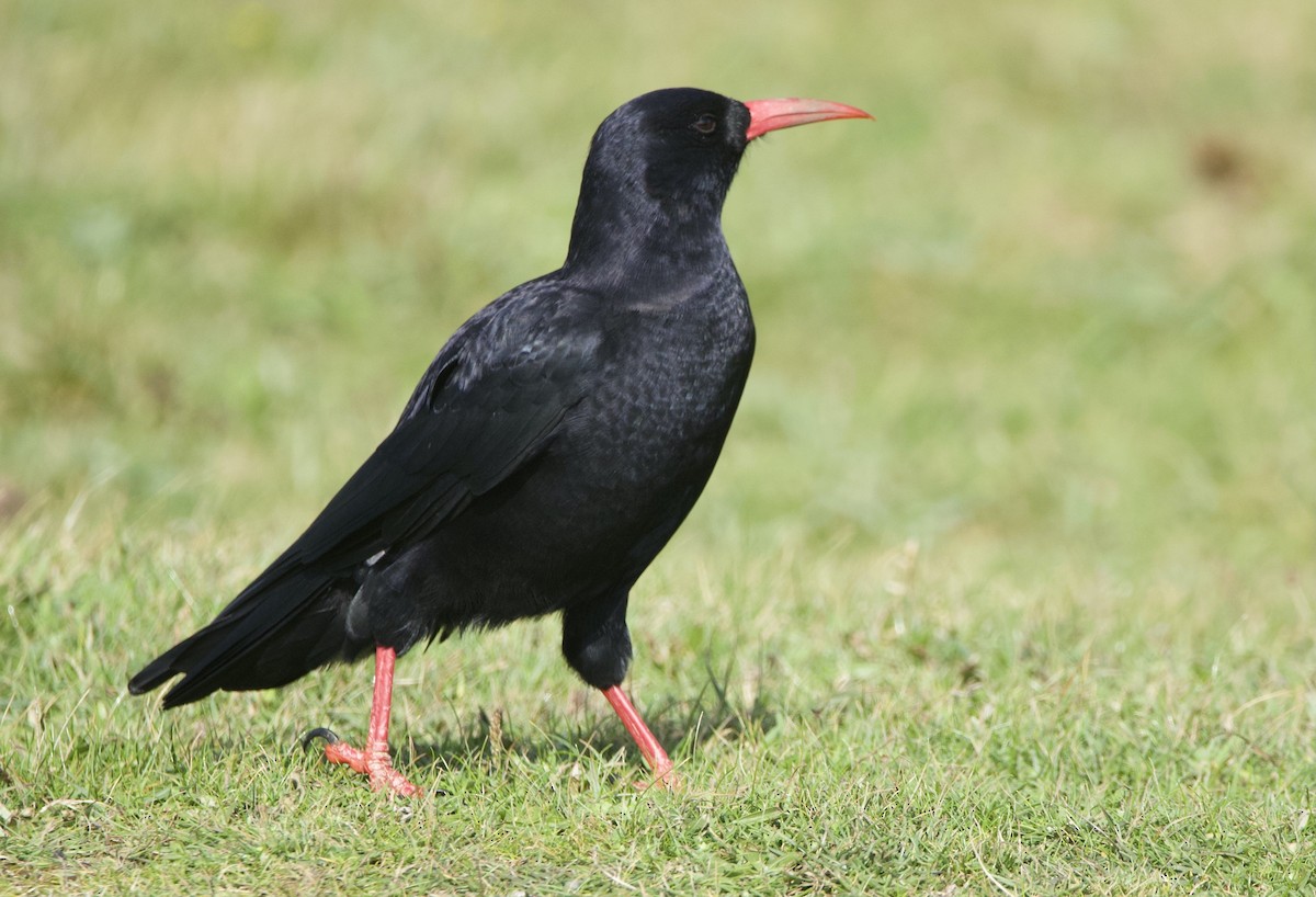 Red-billed Chough - ML613319161