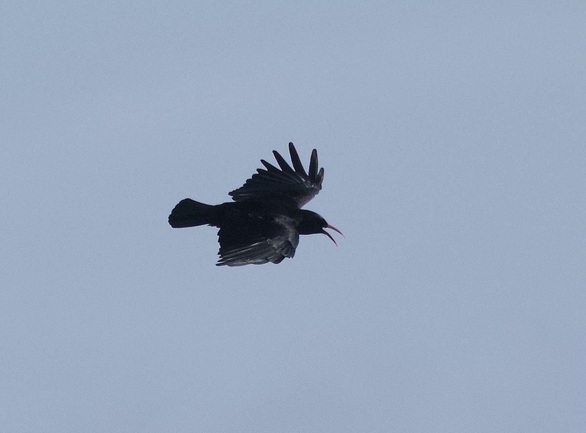 Red-billed Chough - Simon  West