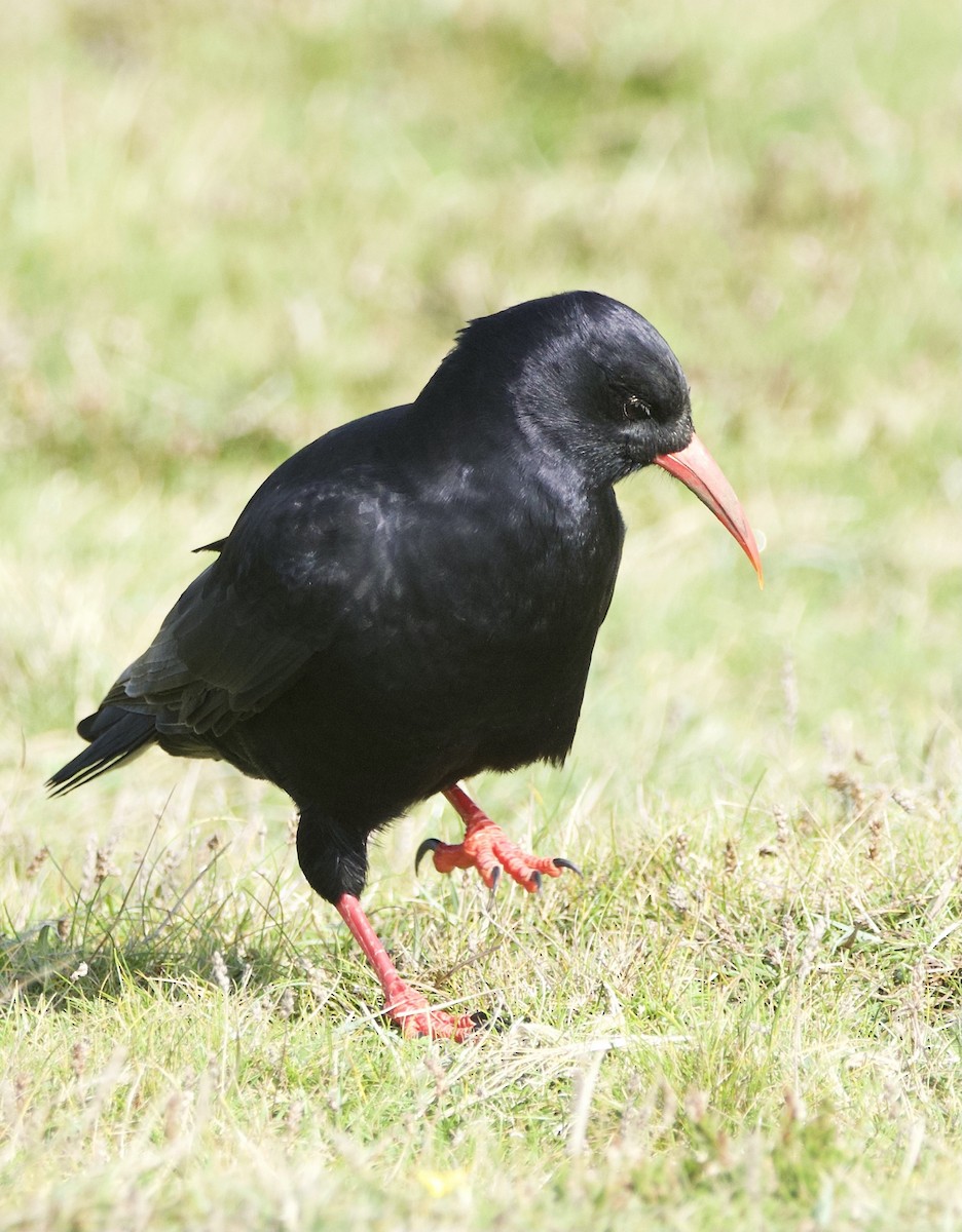 Red-billed Chough - Simon  West