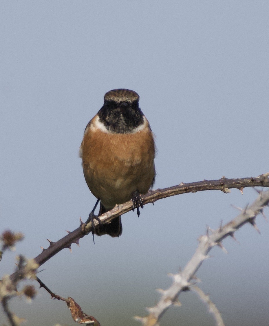 European Stonechat - ML613319214