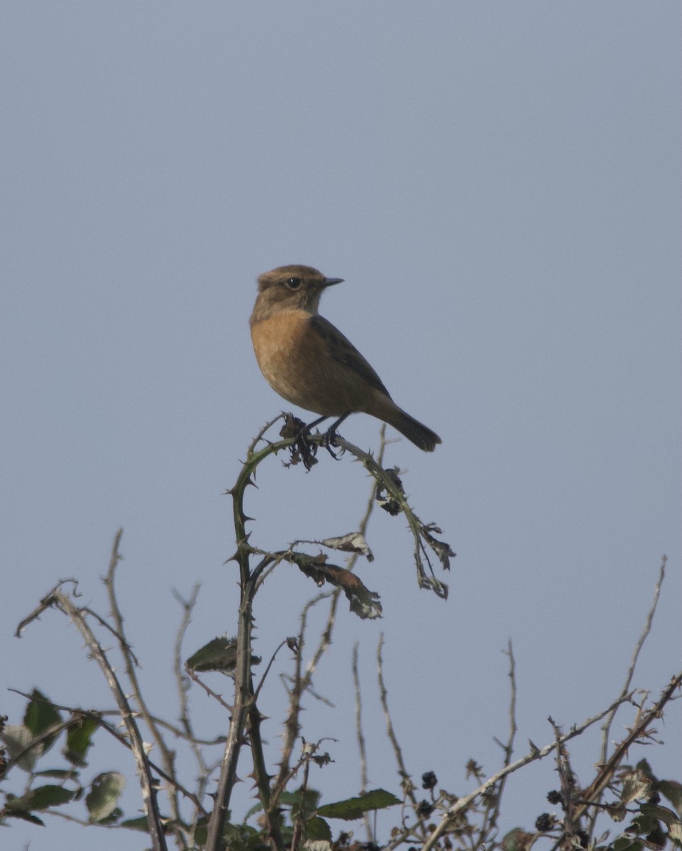 European Stonechat - Simon  West