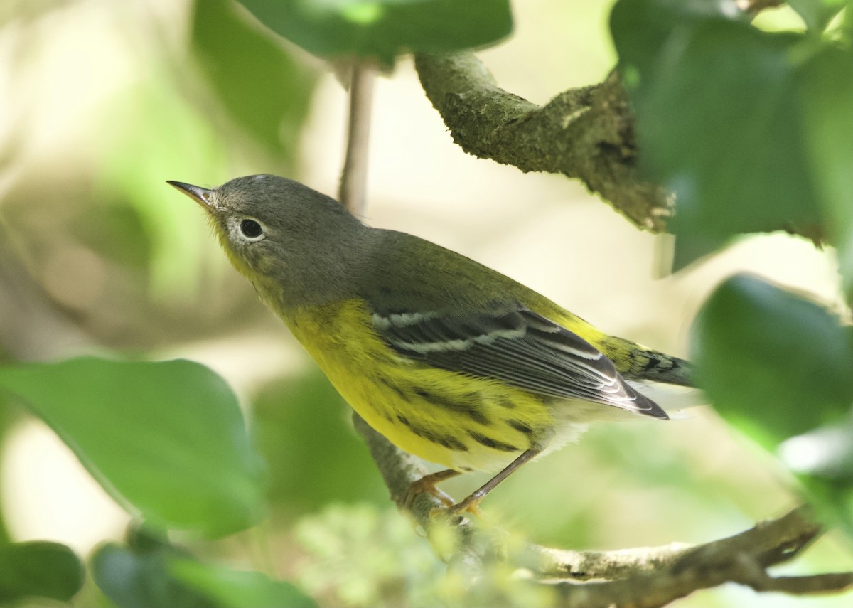 Magnolia Warbler - Simon  West