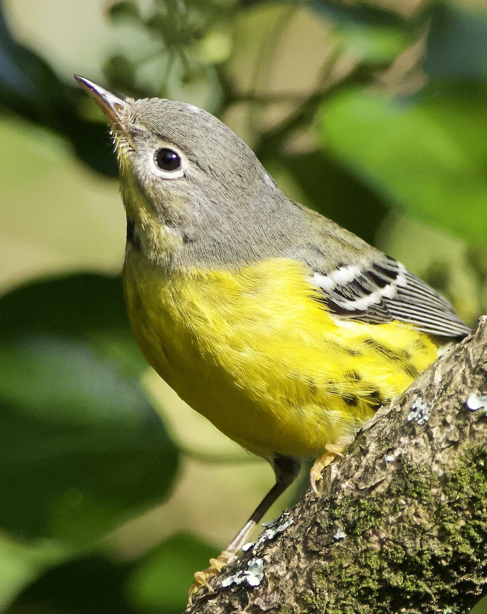 Magnolia Warbler - ML613319290