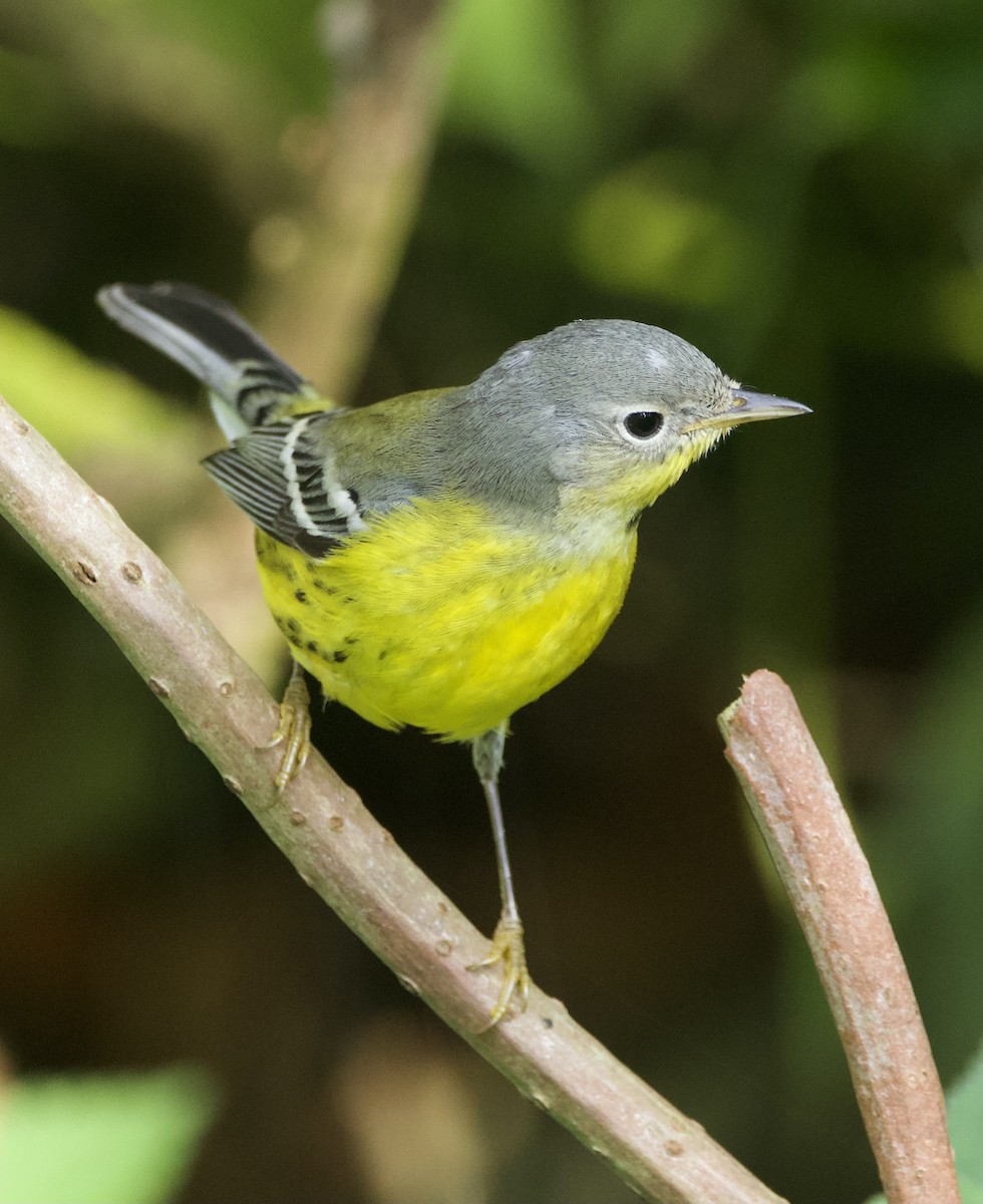 Magnolia Warbler - Simon  West