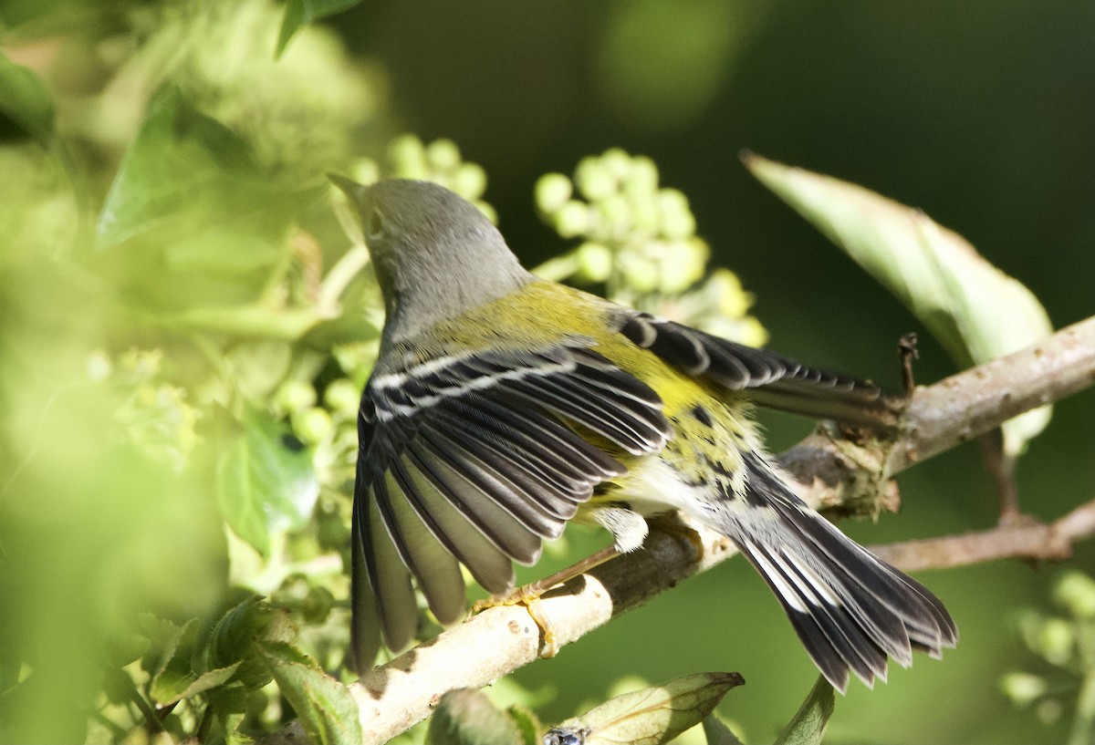 Magnolia Warbler - Simon  West