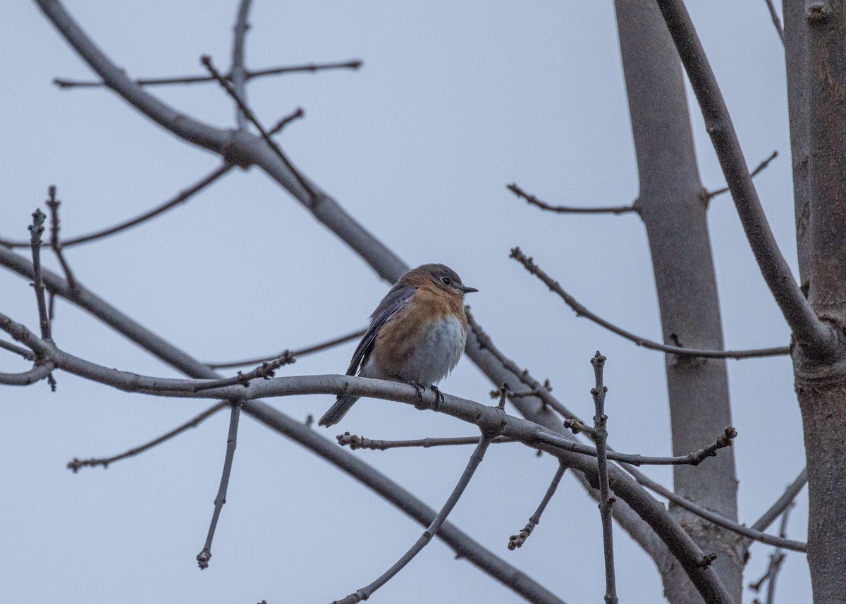 Eastern Bluebird - ML613319406