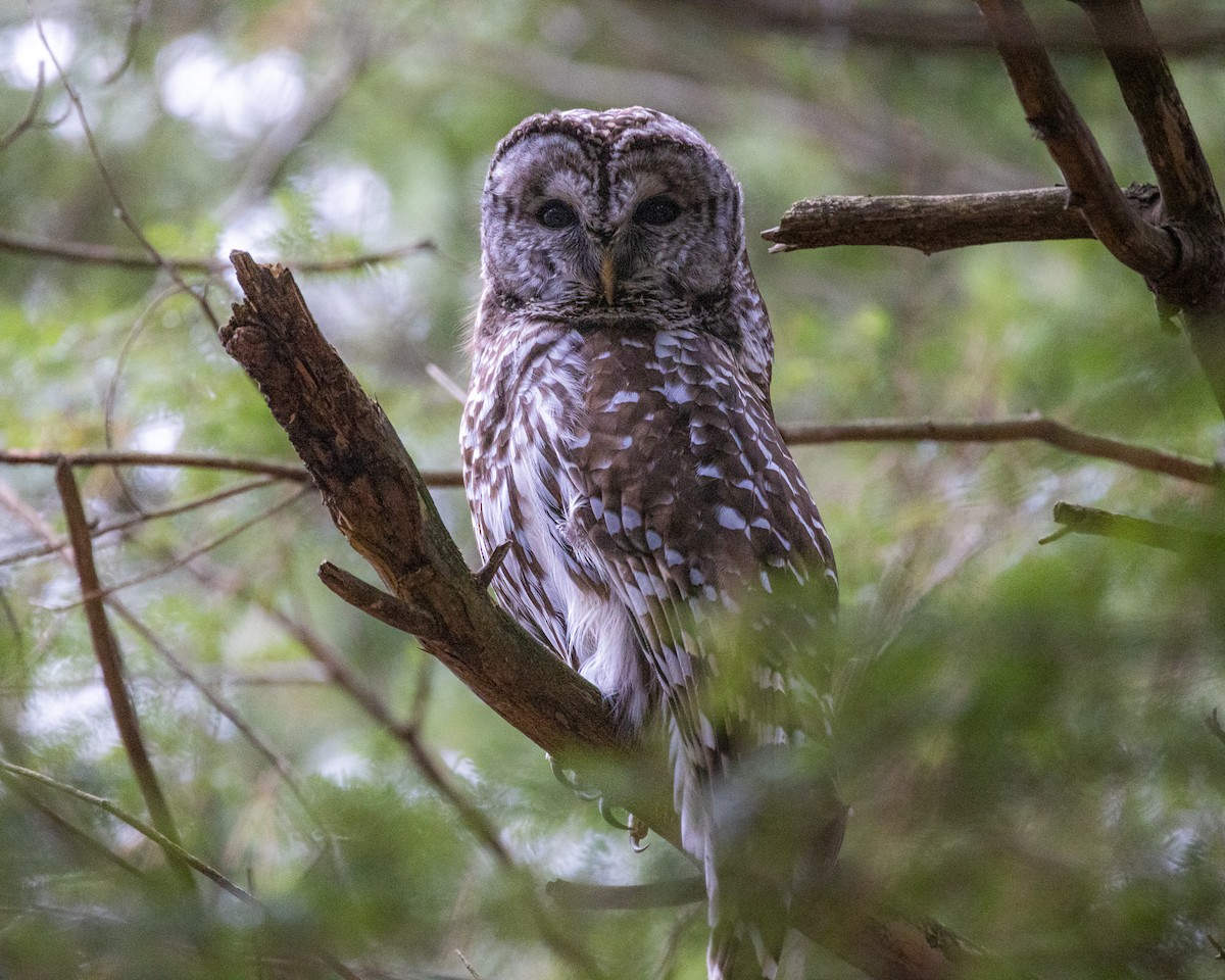 Barred Owl - ML613319409