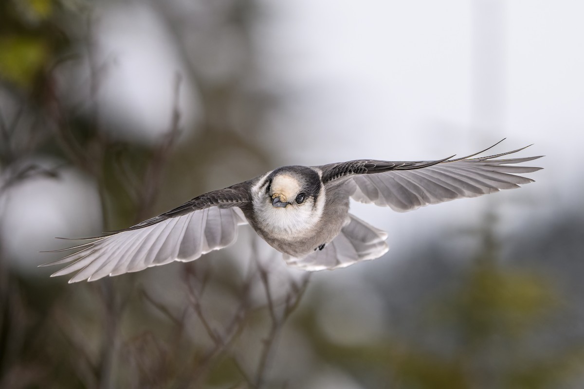 Canada Jay - Simon Villeneuve