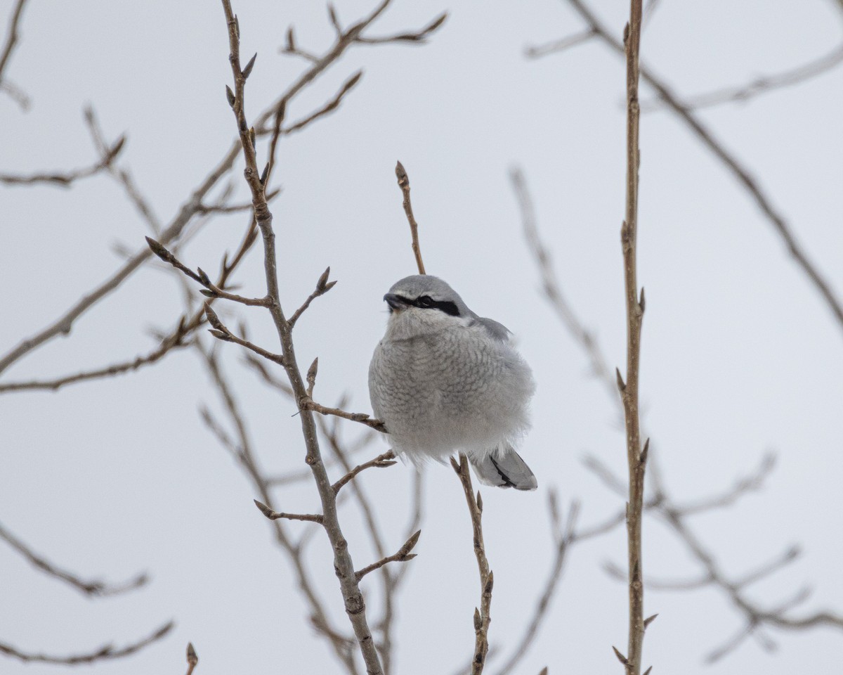 Northern Shrike - ML613319511