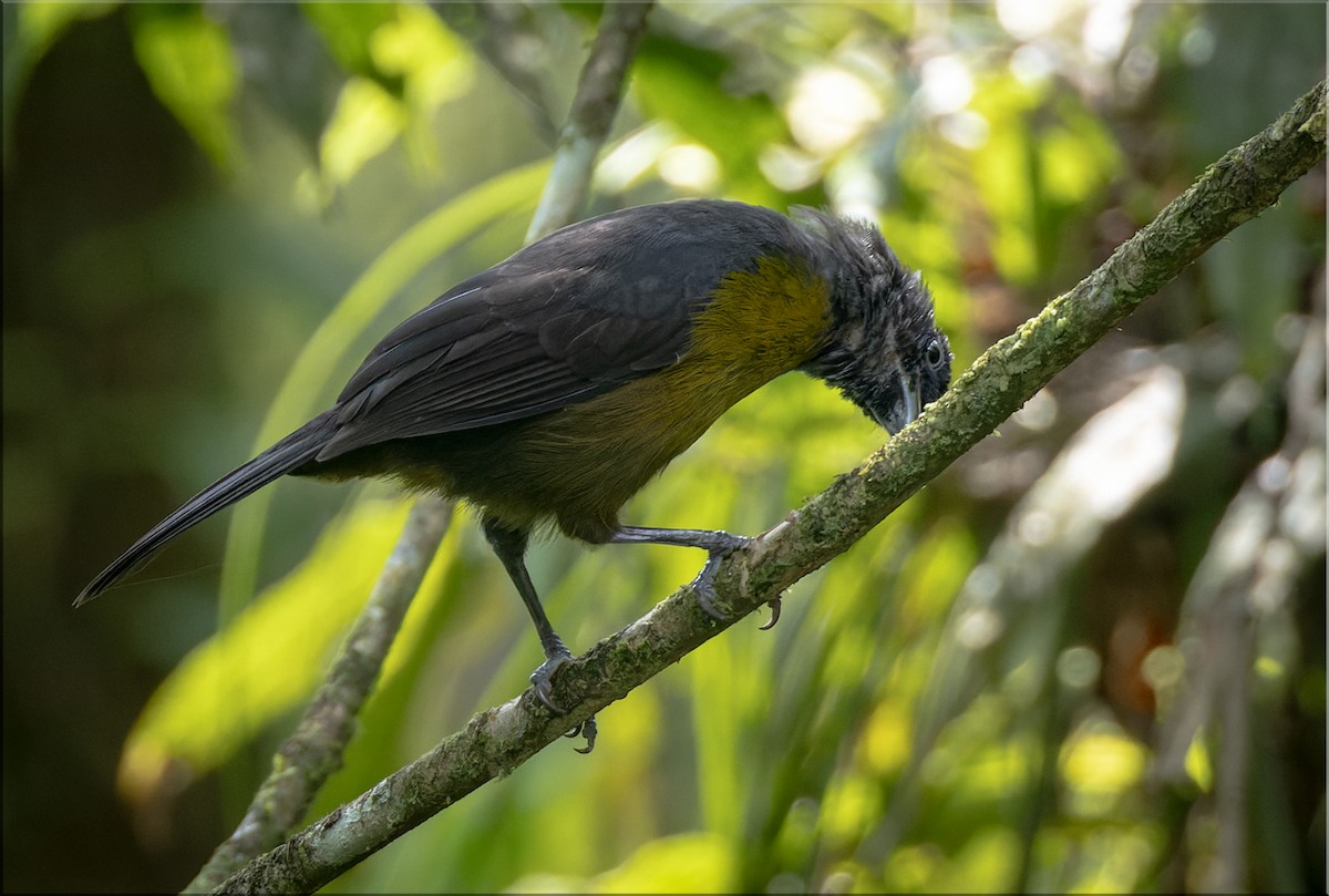 Dusky-faced Tanager - ML613319551