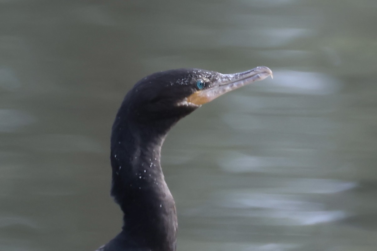 Neotropic Cormorant - Corry Chen