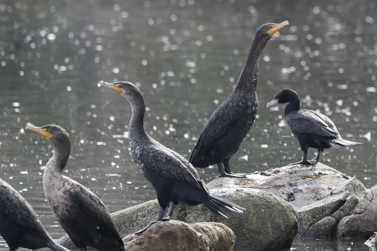 Neotropic Cormorant - ML613319684