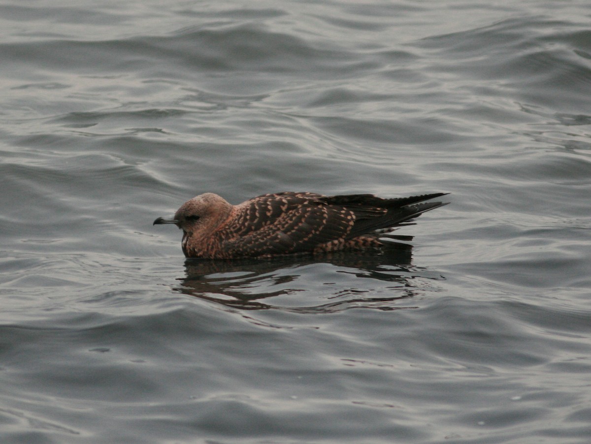 Parasitic Jaeger - ML613319686