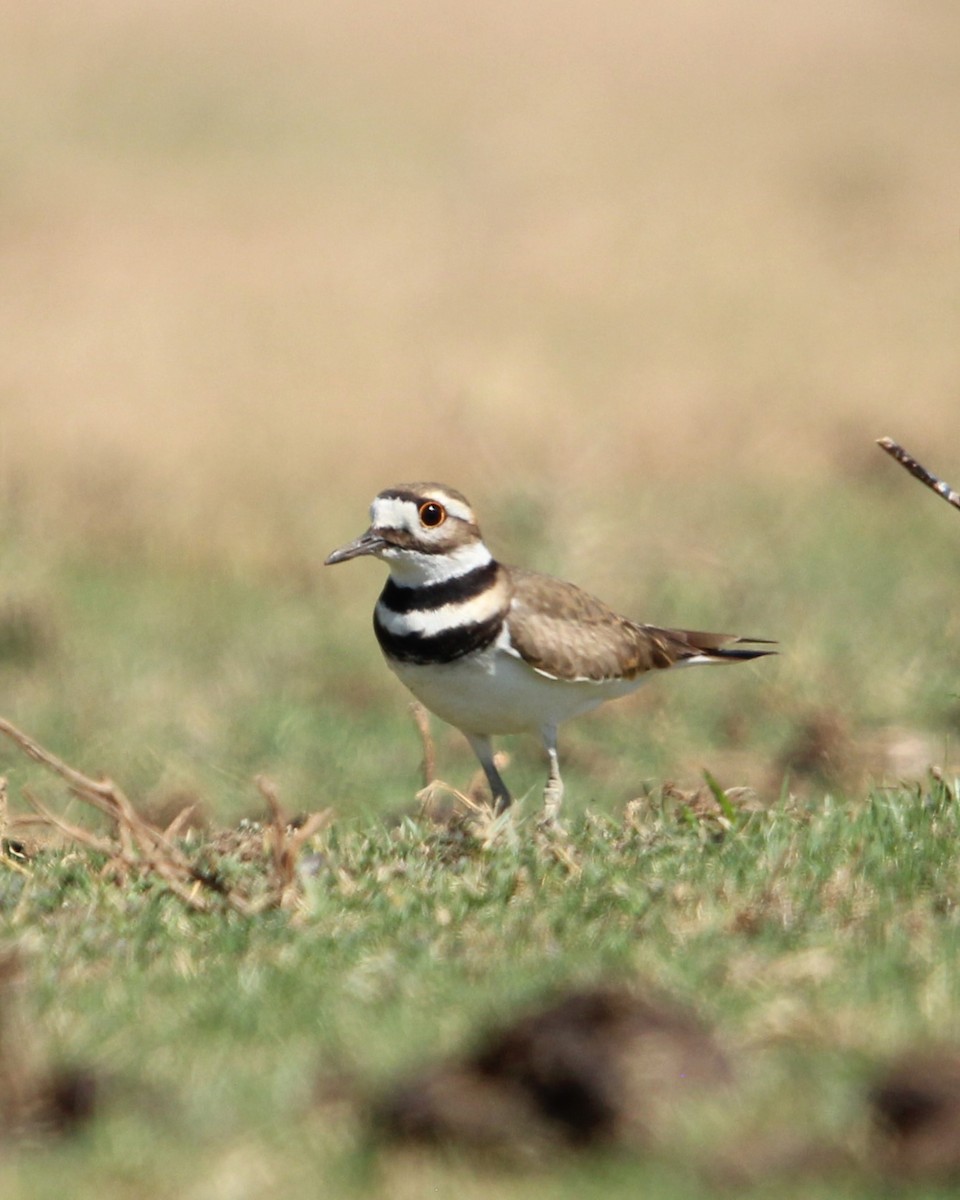 Killdeer - ML613319737