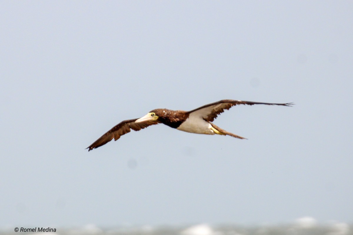 Brown Booby - ML613319770