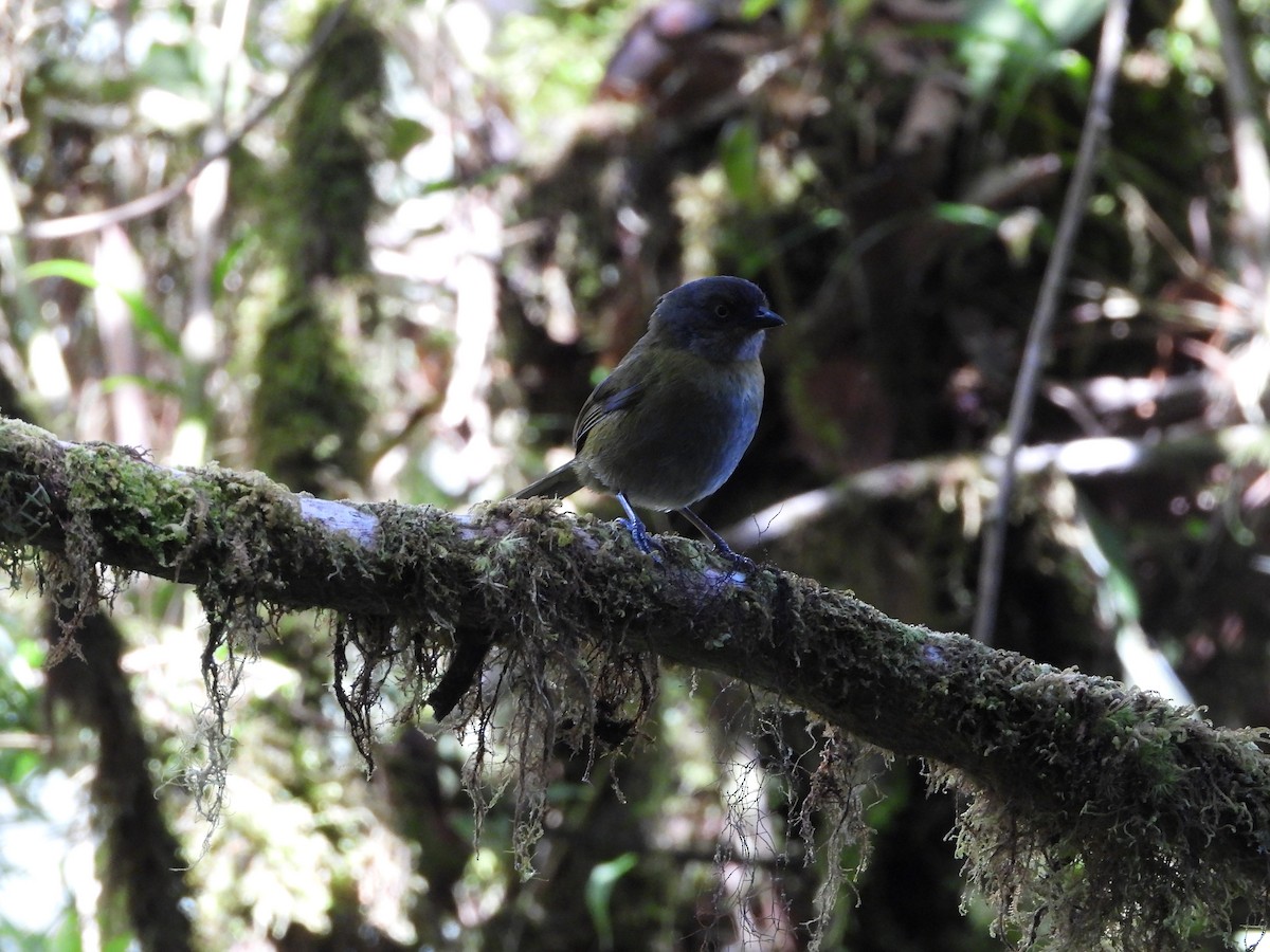 Dusky Chlorospingus - ML613319800