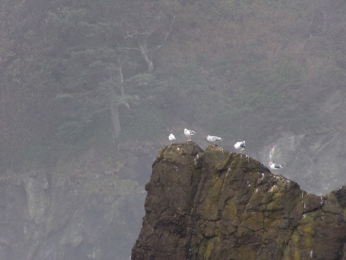 Glaucous-winged Gull - ML613319991