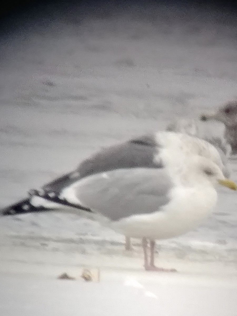 Lesser Black-backed Gull - ML613320105