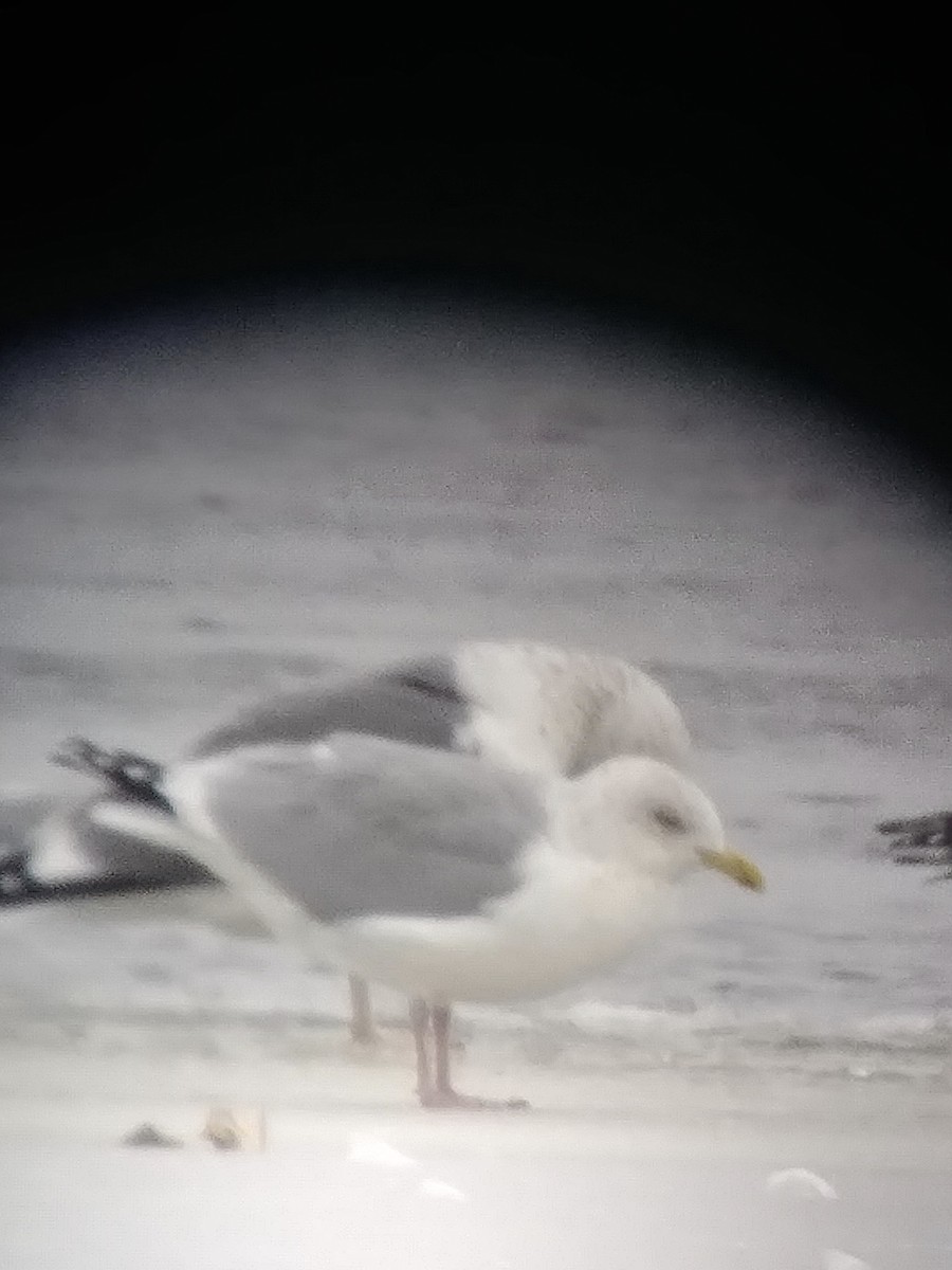 Lesser Black-backed Gull - ML613320106