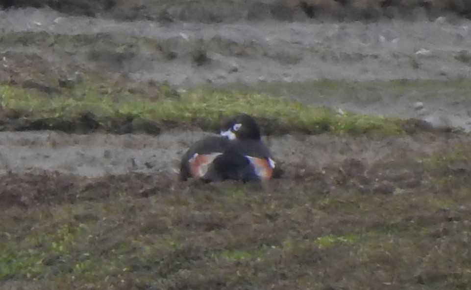 Australian Shelduck - ML613320107