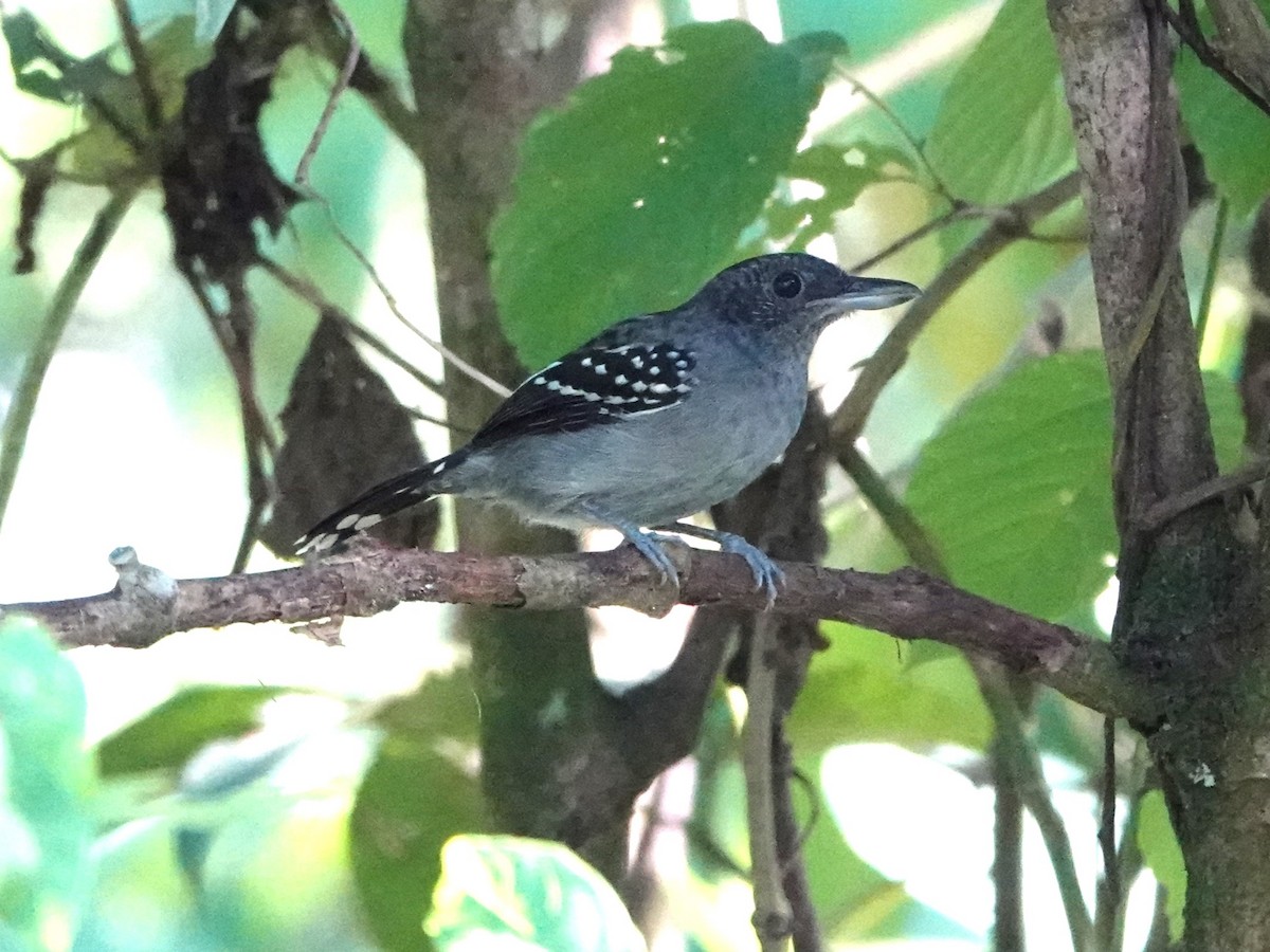 Black-crowned Antshrike - ML613320187